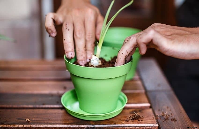 How to grow garlic from seed