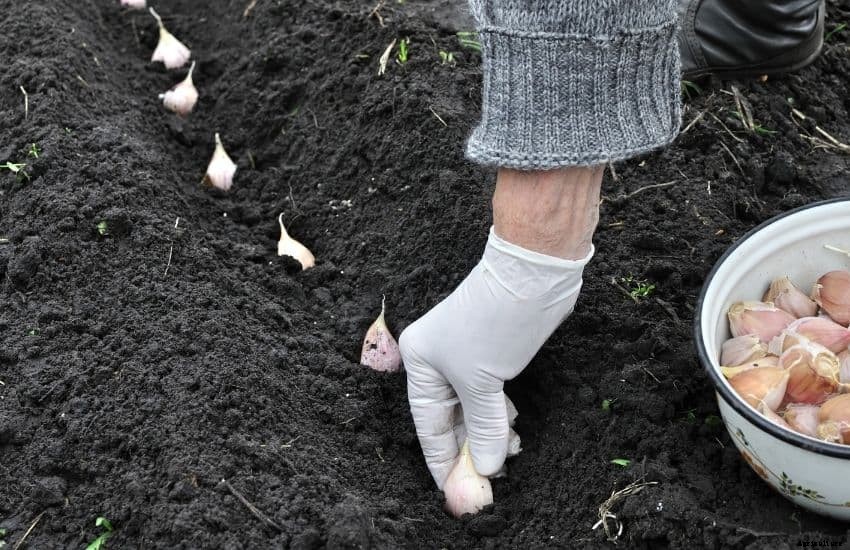 How to grow garlic from seed