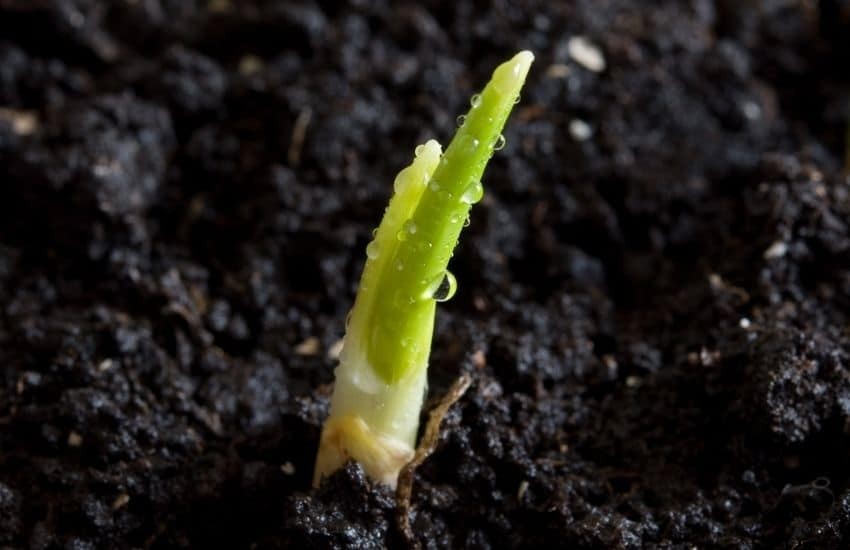 How to grow garlic from seed