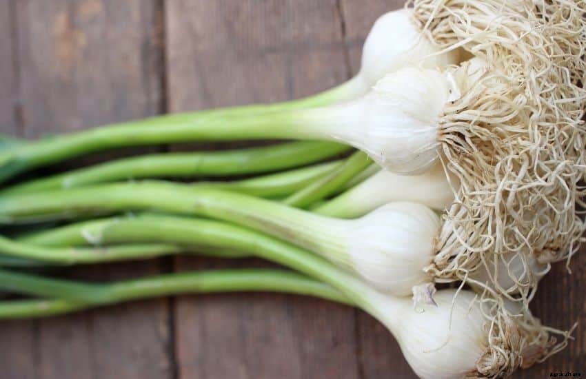 How to grow garlic in water bottle