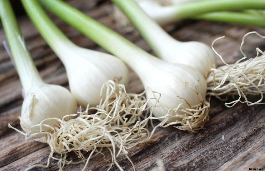 How to grow garlic in water bottle