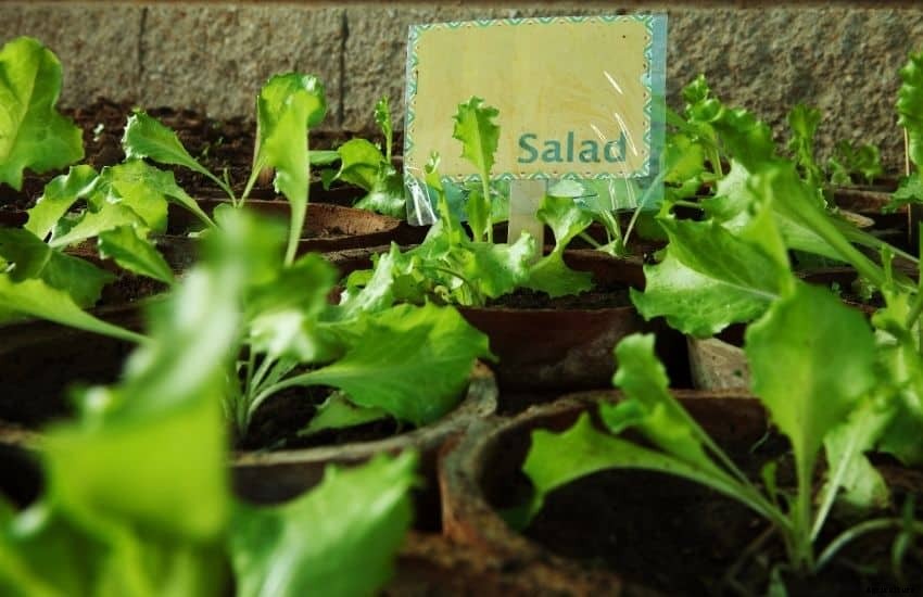 Build and Grow a Salad Garden on Your Balcony (8 Steps)