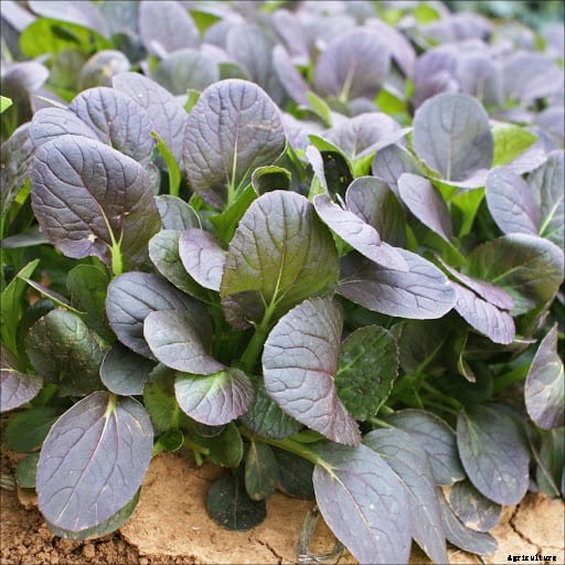Build and Grow a Salad Garden on Your Balcony (8 Steps)
