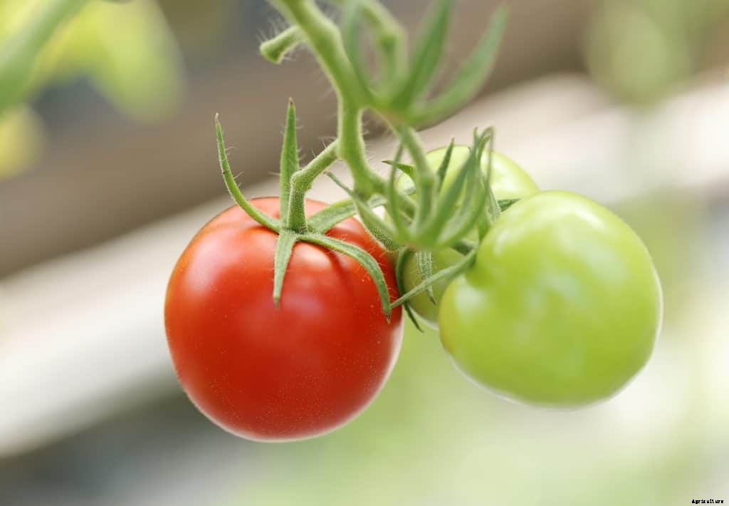 Best vegetables for balcony garden (with Easy Tips)