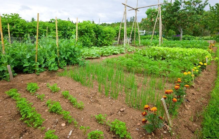 Where to plant marigolds in vegetable garden