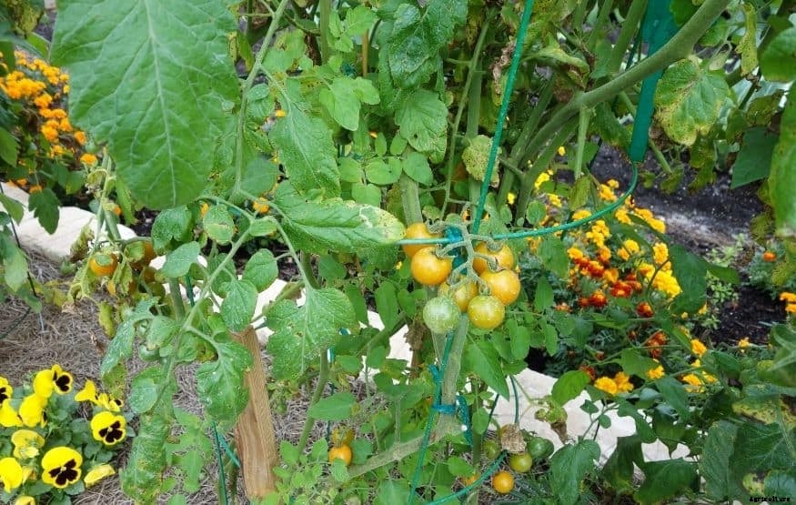 Where to plant marigolds in vegetable garden