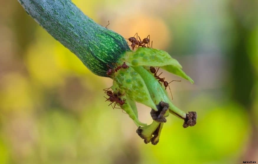 How to kill ants in vegetable garden (7 Effective Ways)