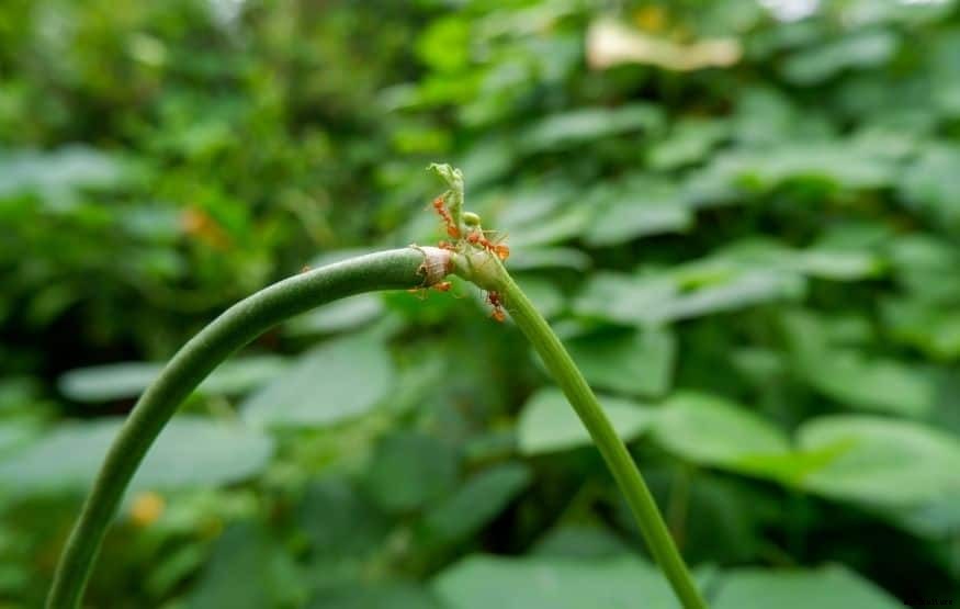 How to kill ants in vegetable garden (7 Effective Ways)