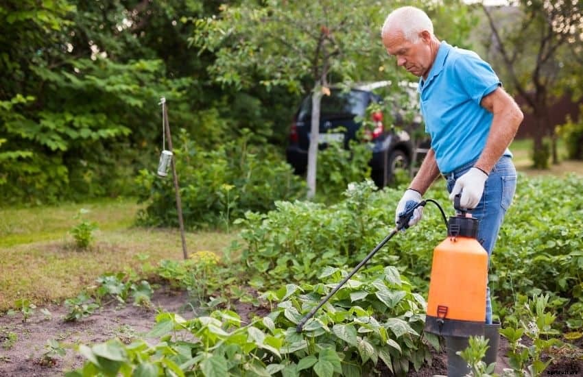 Best insecticide for vegetable garden (Well Researched)