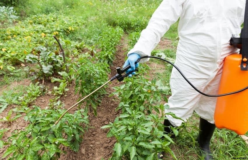 Best insecticide for vegetable garden (Well Researched)