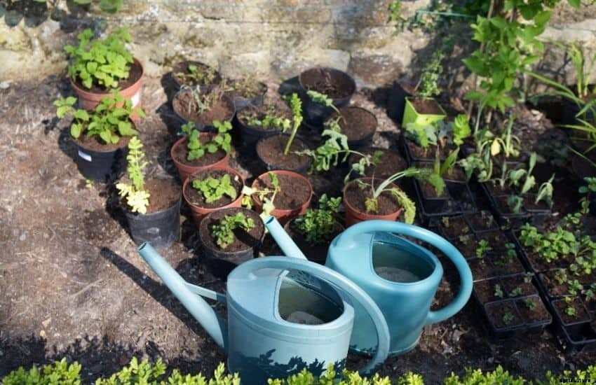 How often to water vegetable garden in summer