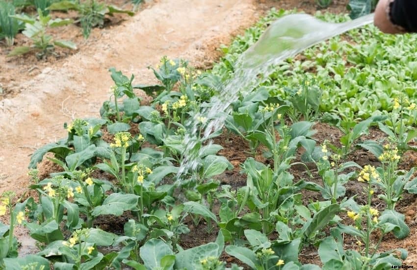 How often to water vegetable garden in summer