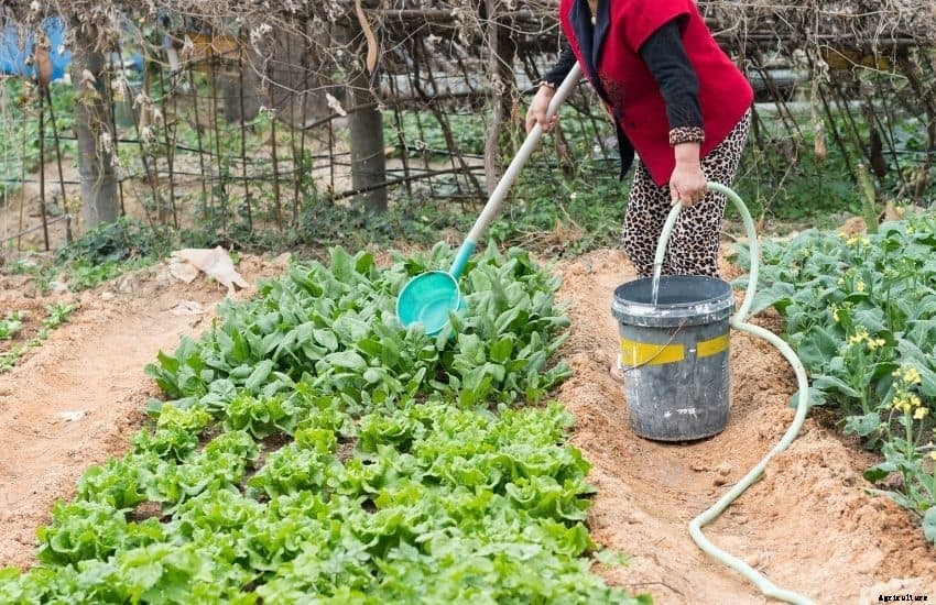 How often to water vegetable garden in summer