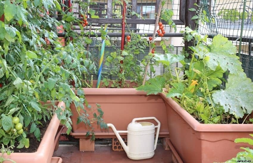 Growing tomatoes on balcony Garden + Caring Tips