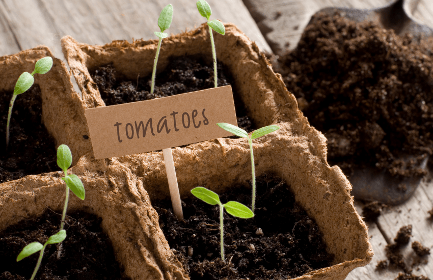 Growing tomatoes on balcony Garden + Caring Tips
