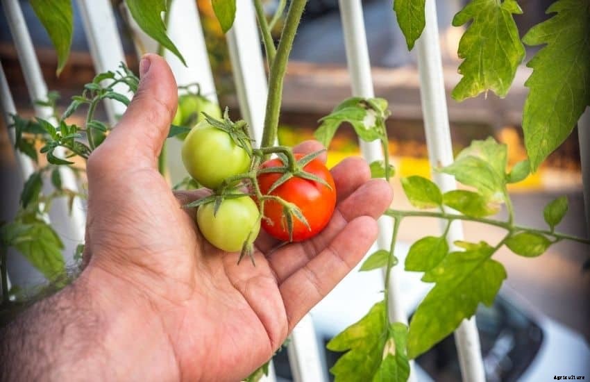 Growing tomatoes on balcony Garden + Caring Tips