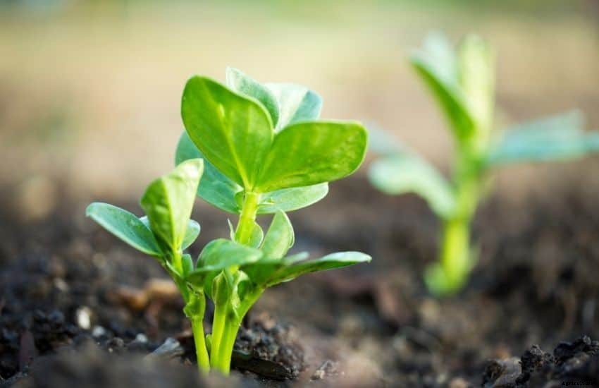 How to Plant, Grow and Care Lima Beans Plants (FAQs Answered)