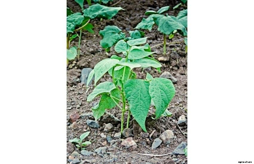 How to Plant, Grow and Care Lima Beans Plants (FAQs Answered)
