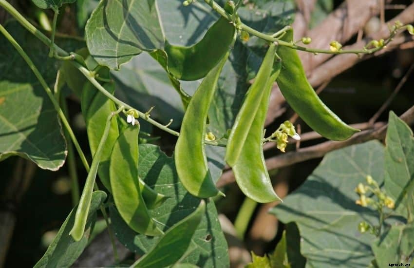 How to Plant, Grow and Care Lima Beans Plants (FAQs Answered)