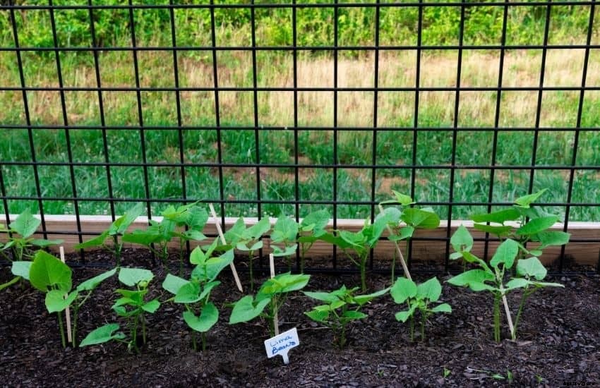 How to Plant, Grow and Care Lima Beans Plants (FAQs Answered)