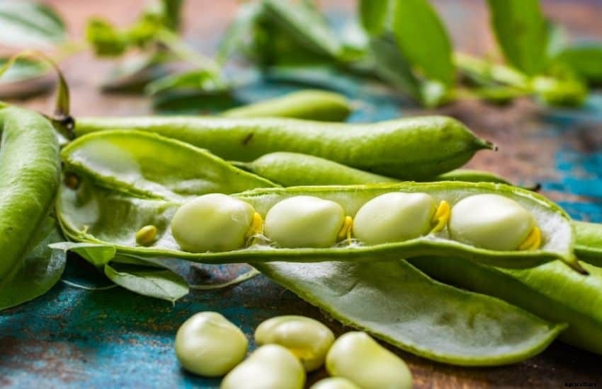 How to Plant, Grow and Care Lima Beans Plants (FAQs Answered)