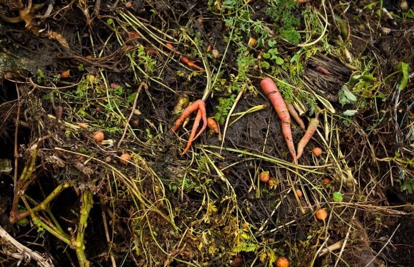 Best compost for a vegetable garden – Well researched Tips