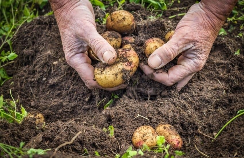 Best compost for a vegetable garden – Well researched Tips