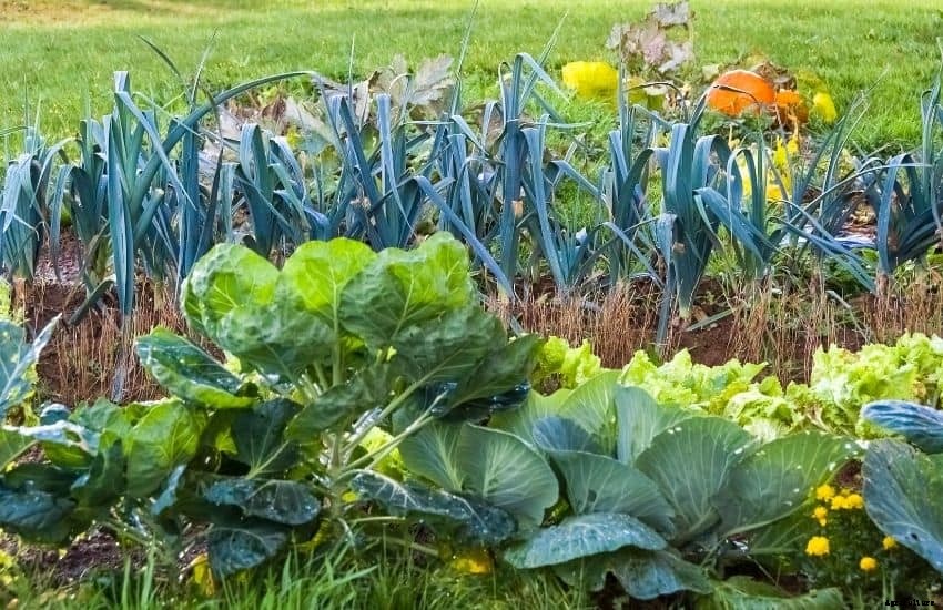 How to Remove Grass in a Vegetable Garden?