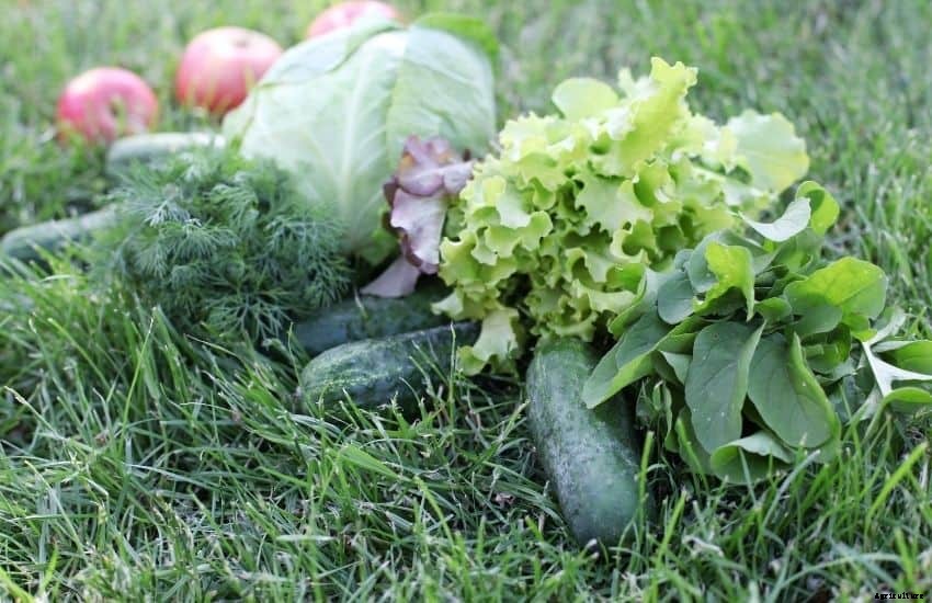 How to Remove Grass in a Vegetable Garden?