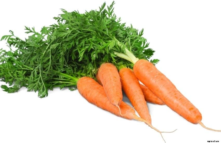 Grow, Care and Store Carrots from Garden (Easy Tips)
