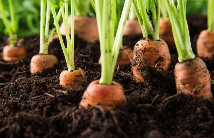 Grow, Care and Store Carrots from Garden (Easy Tips)