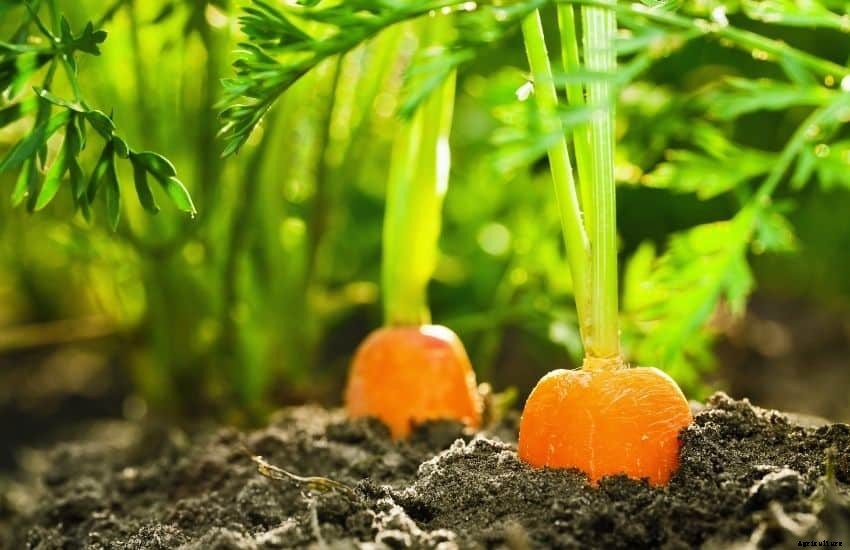 Grow, Care and Store Carrots from Garden (Easy Tips)