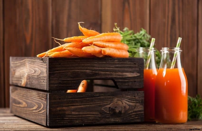 Grow, Care and Store Carrots from Garden (Easy Tips)