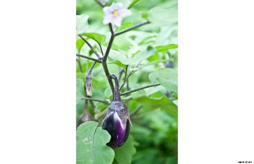 How to grow eggplant from seed