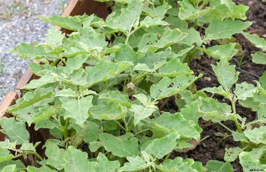 How to grow eggplant from seed