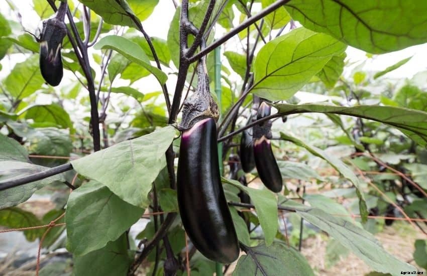 How to grow eggplant from seed