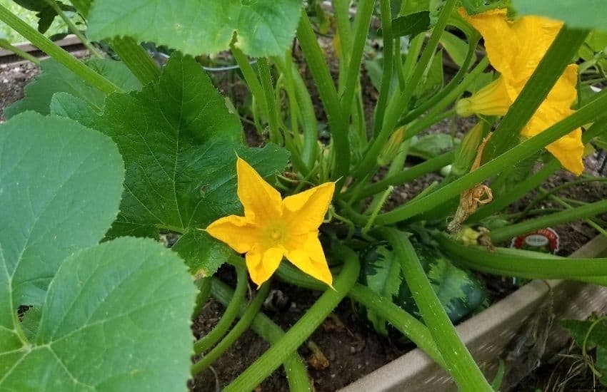 Acorn Squash Plant – Growing and Caring tips