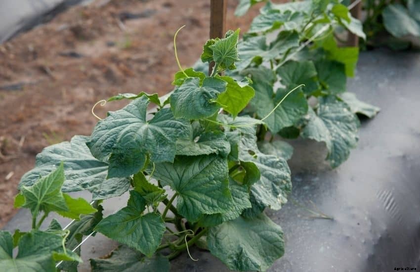 Acorn Squash Plant – Growing and Caring tips