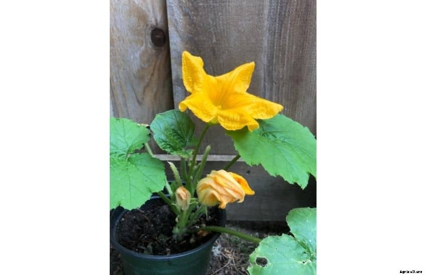 Acorn Squash Plant – Growing and Caring tips