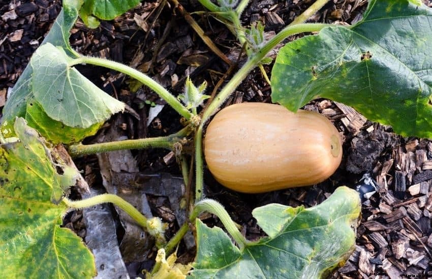 Acorn Squash Plant – Growing and Caring tips