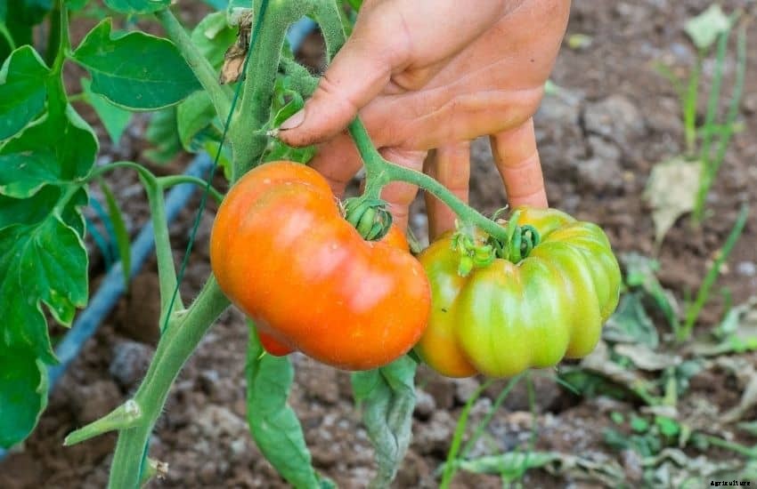 Square Foot Gardening Tomatoes (7 Ultimate Tips)