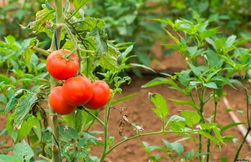 Square Foot Gardening Tomatoes (7 Ultimate Tips)