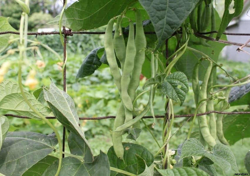 Square Foot Gardening Pole Beans (Well Researched Tips)