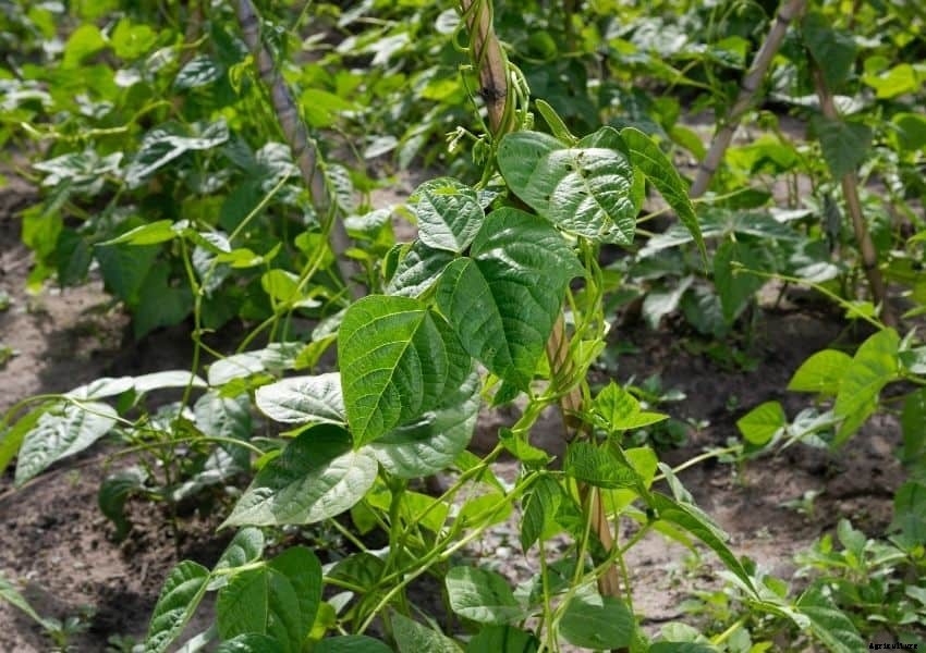 Square Foot Gardening Pole Beans (Well Researched Tips)