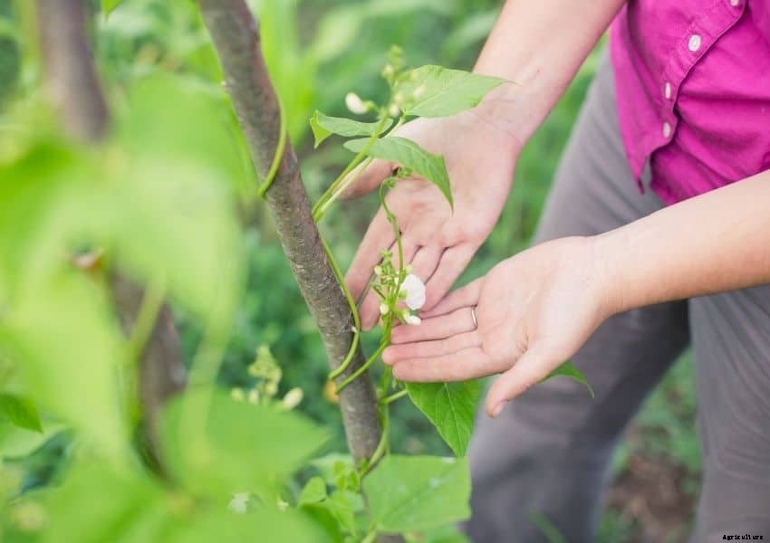 Square Foot Gardening Pole Beans (Well Researched Tips)