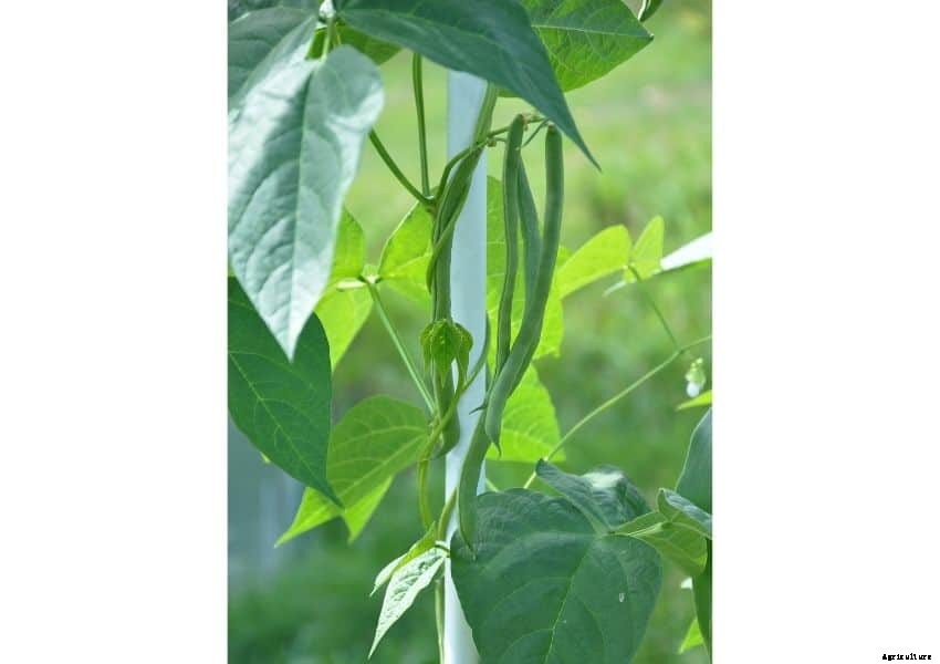 Square Foot Gardening Pole Beans (Well Researched Tips)