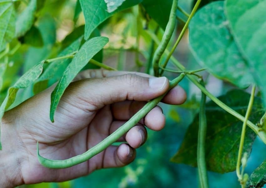 Square Foot Gardening Pole Beans (Well Researched Tips)