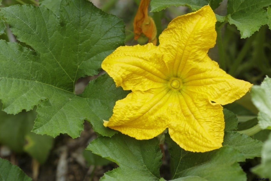 Squash Plant – How to Plant and Grow (Amazing Caring Tips)