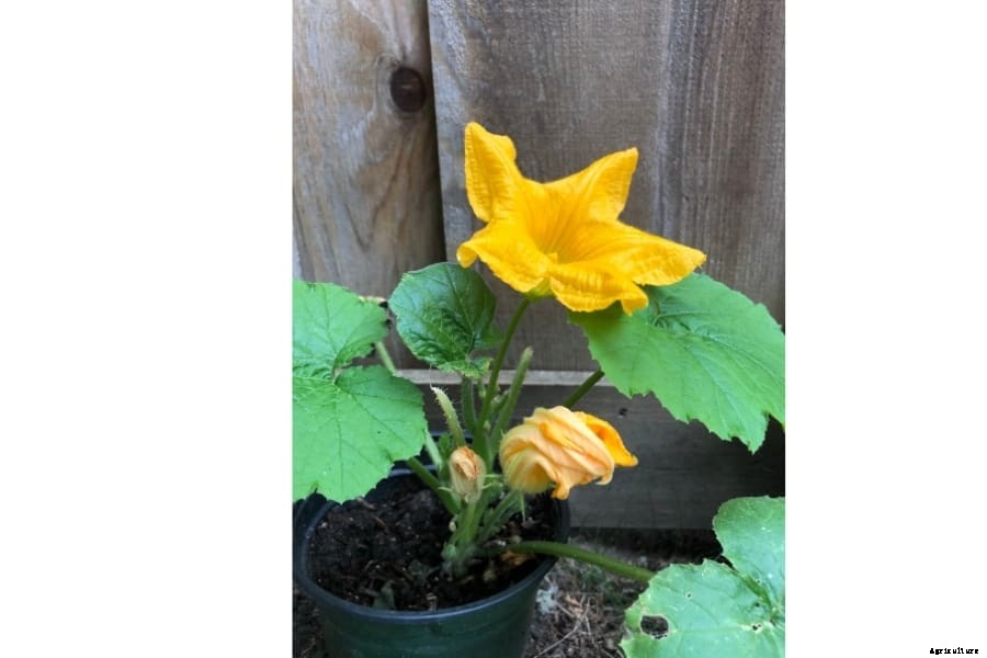 Squash Plant – How to Plant and Grow (Amazing Caring Tips)