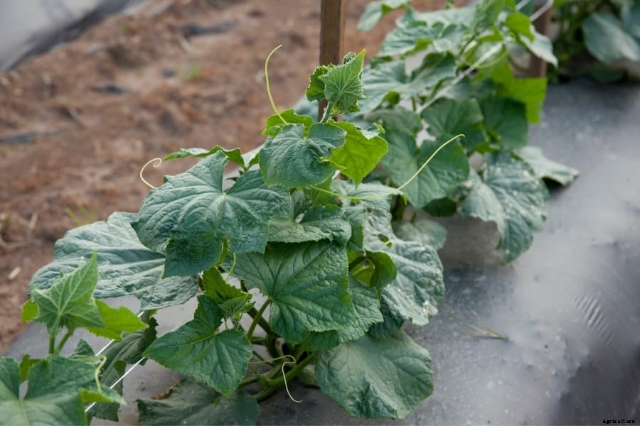 Squash Plant – How to Plant and Grow (Amazing Caring Tips)